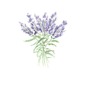 wisteria-blooms avatar