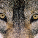 wolf-obsession-blog avatar