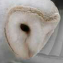 woolfiess-blog avatar