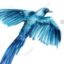 writingstarling avatar