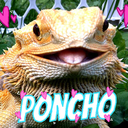 yeahponcho avatar